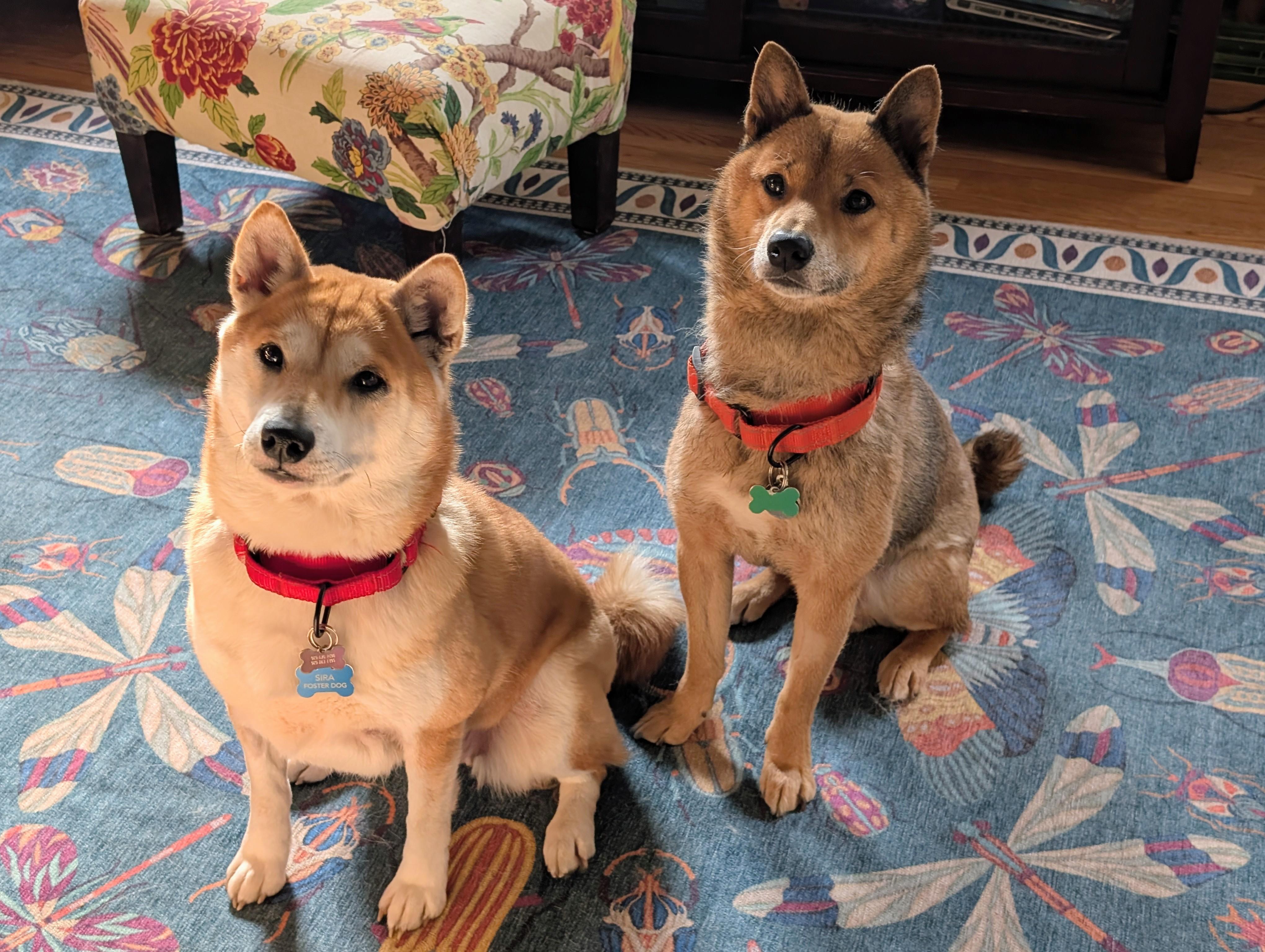 Enlarge Ozzie, a ADOPTABLE Shiba Inu in Chicago, IL image 2/6