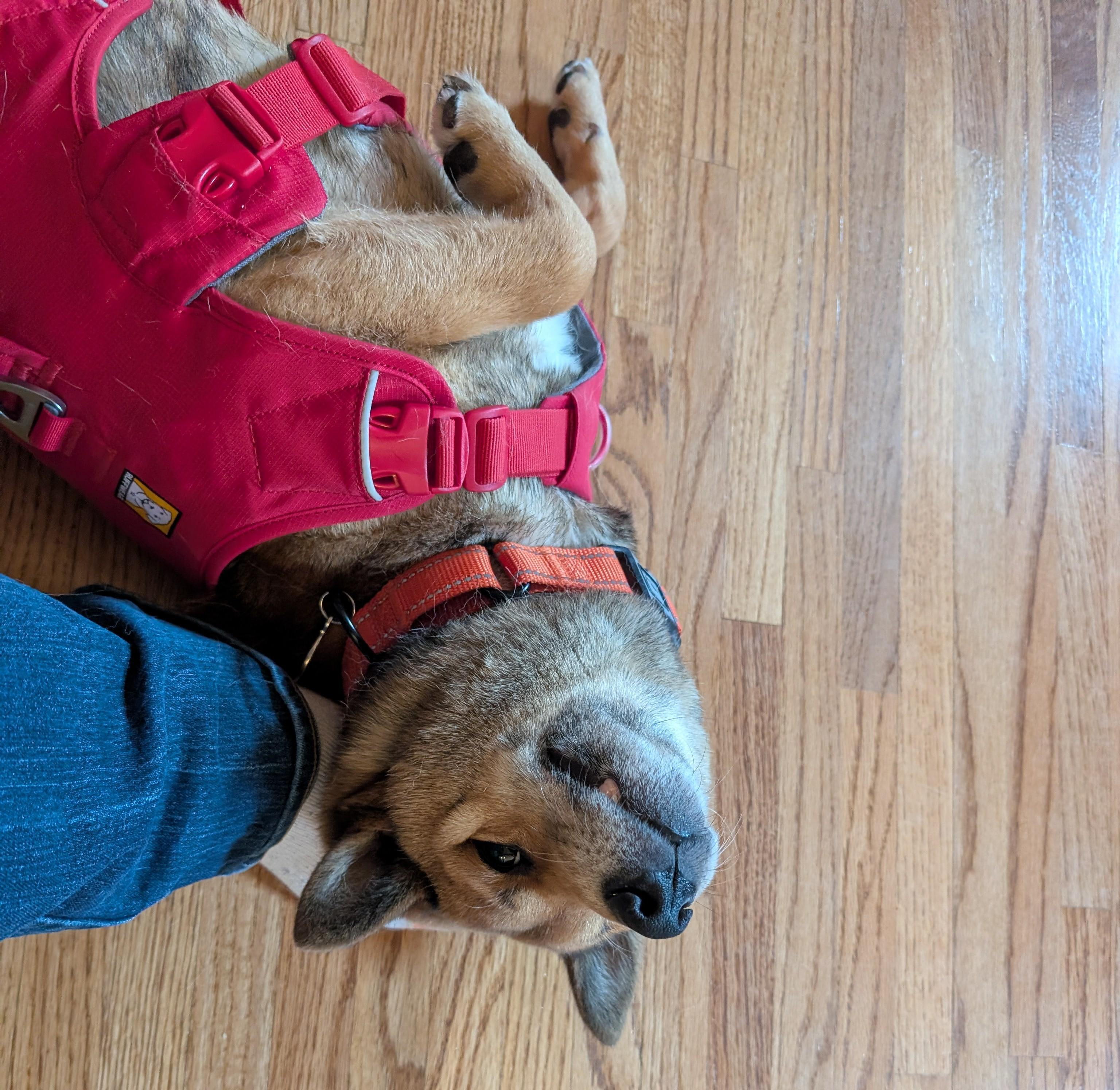 Enlarge Ozzie, a ADOPTABLE Shiba Inu in Chicago, IL image 4/6