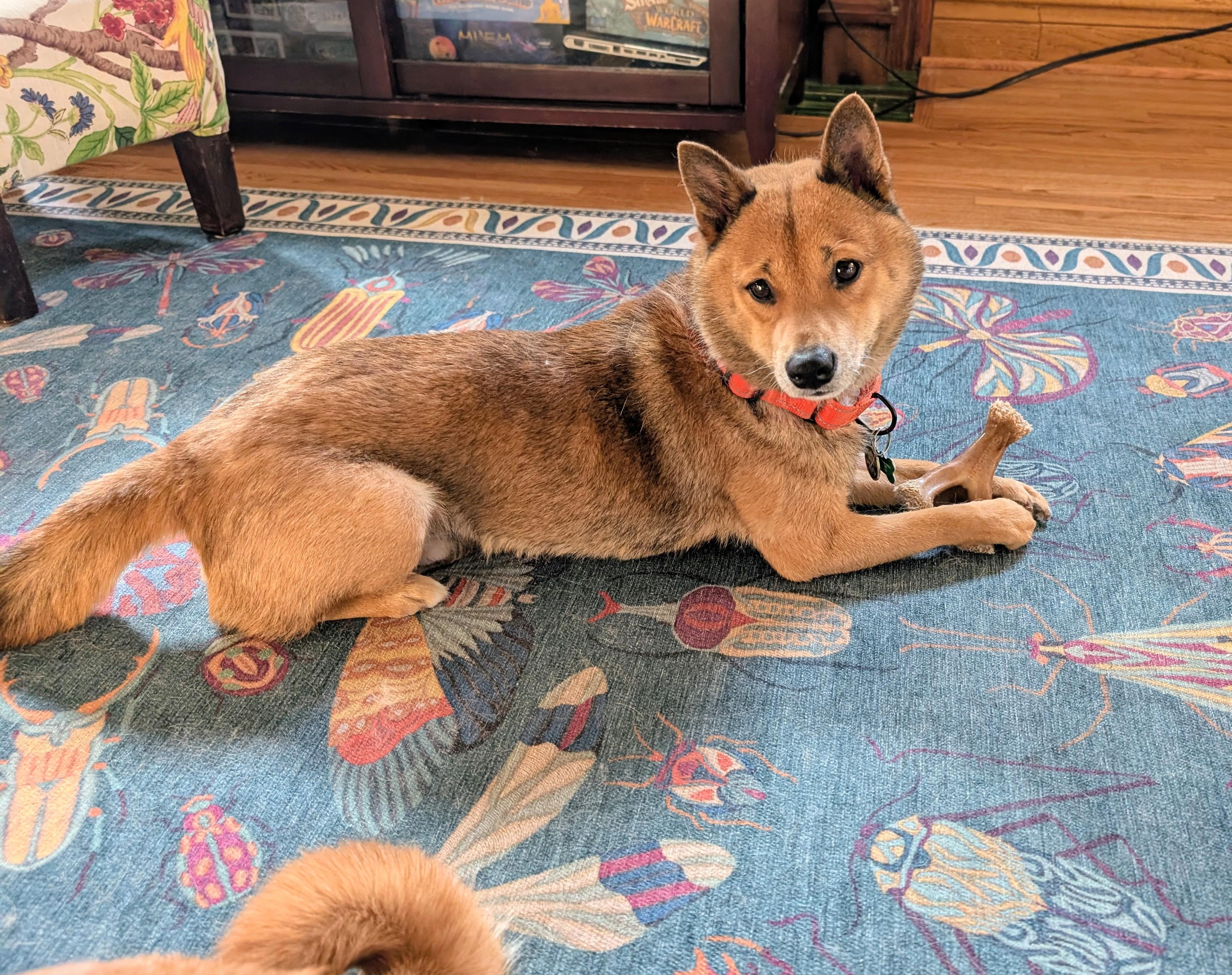 Ozzie, ADOPTABLE, Adult Male Shiba Inu.