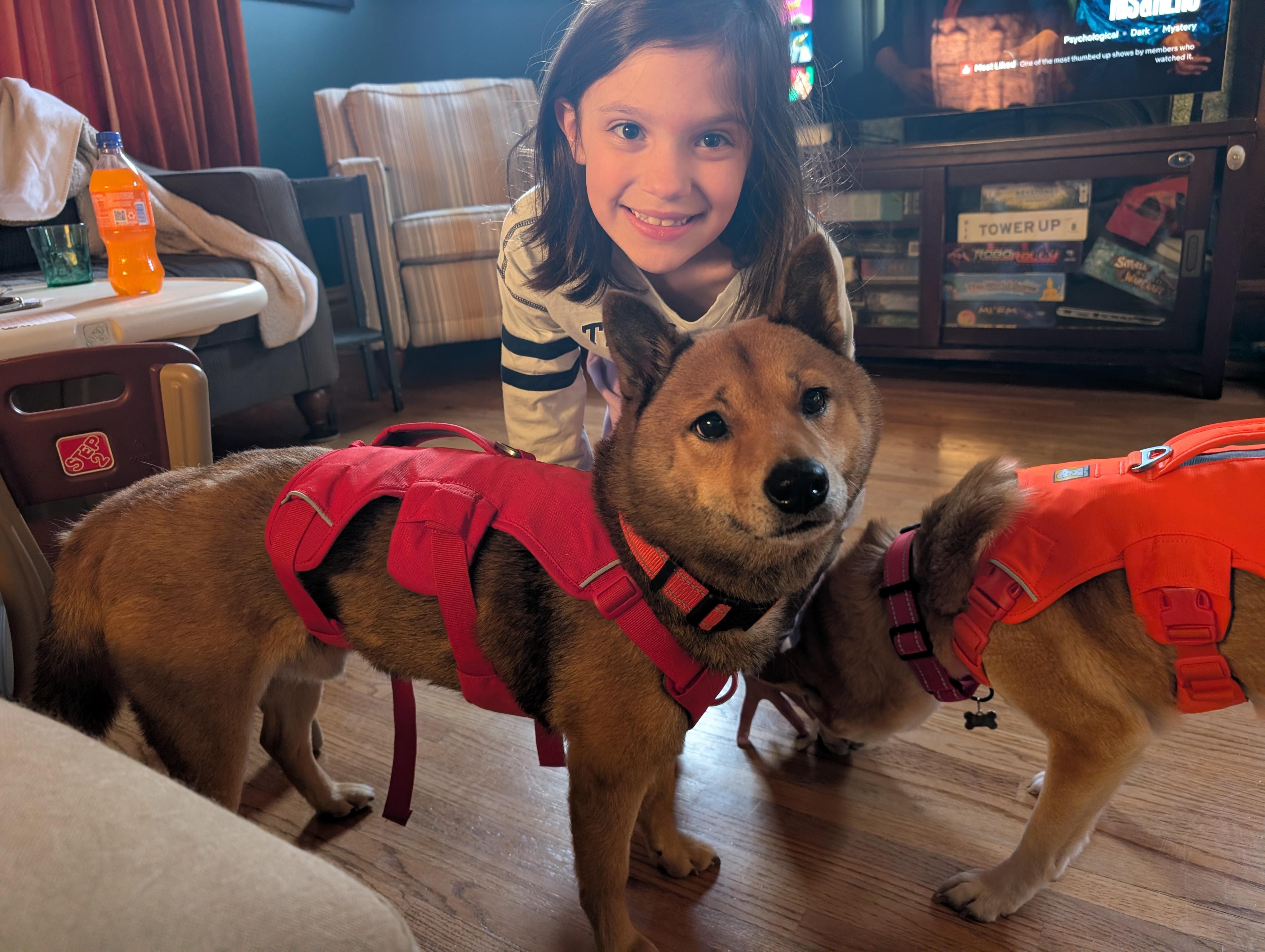 Enlarge Ozzie, a ADOPTABLE Shiba Inu in Chicago, IL image 3/6