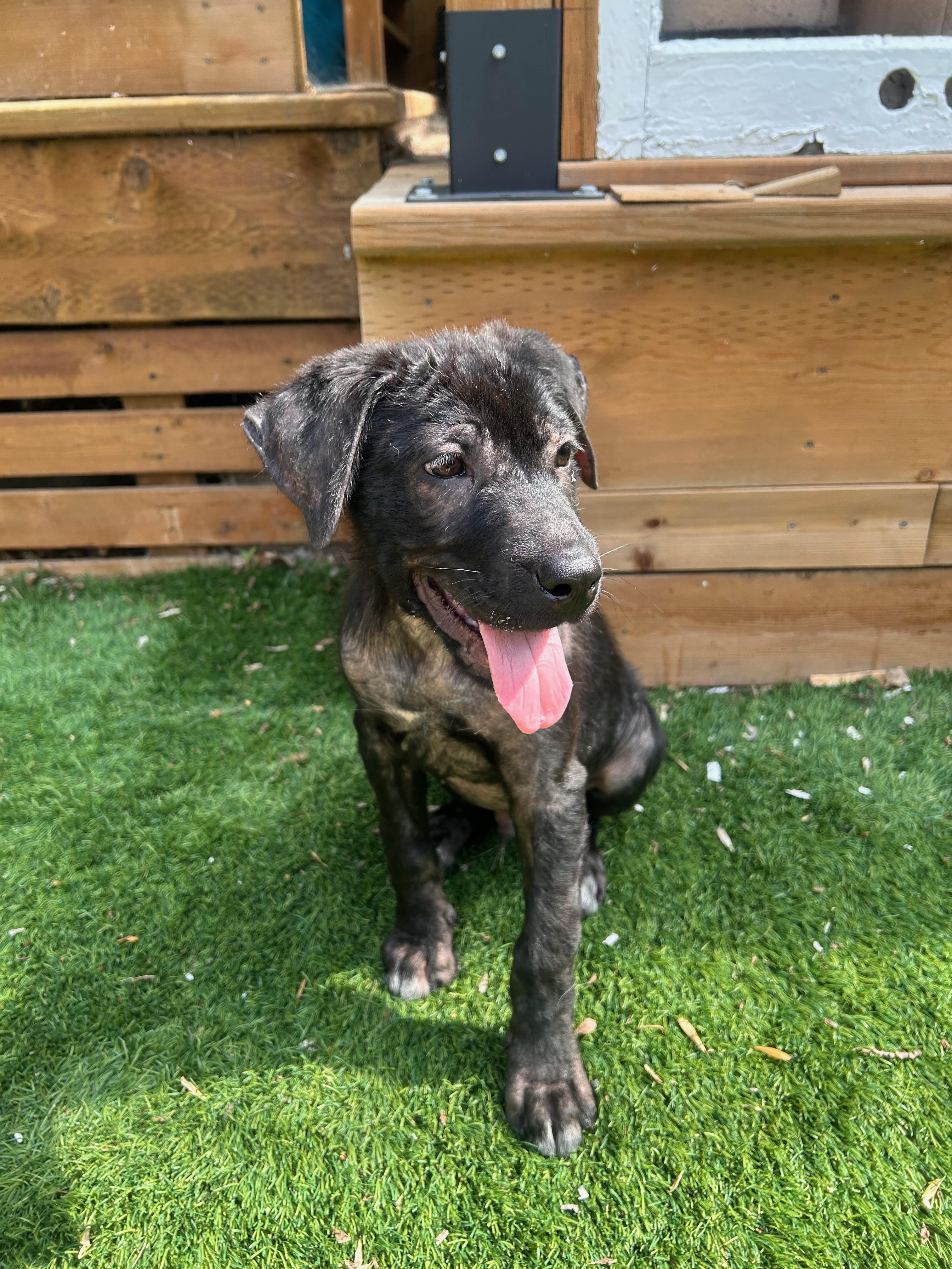 Goose, a ADOPTABLE Mixed Breed in Saskatoon, SK image 2/5