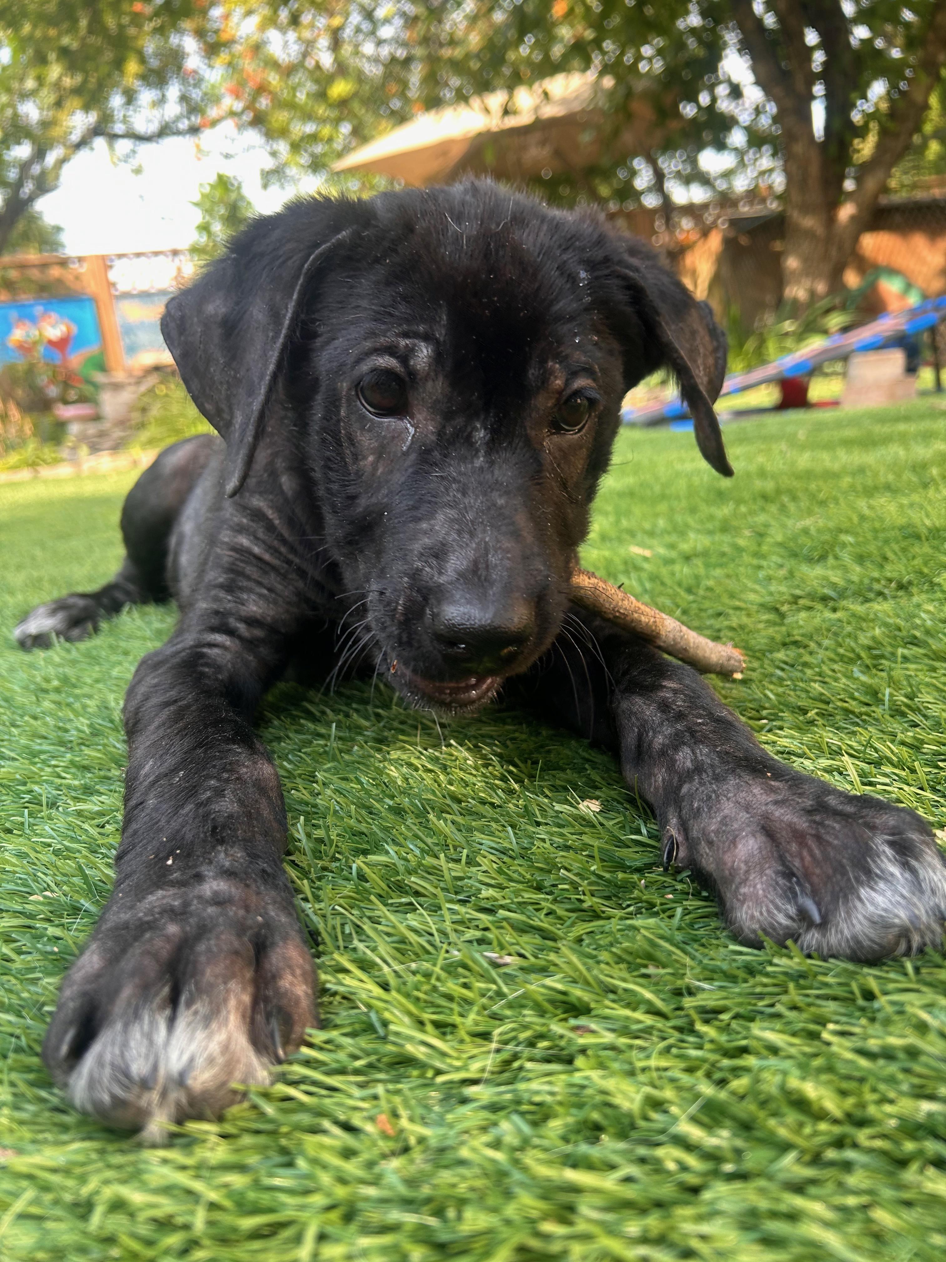 Goose, a ADOPTABLE Mixed Breed in Saskatoon, SK image 4/5