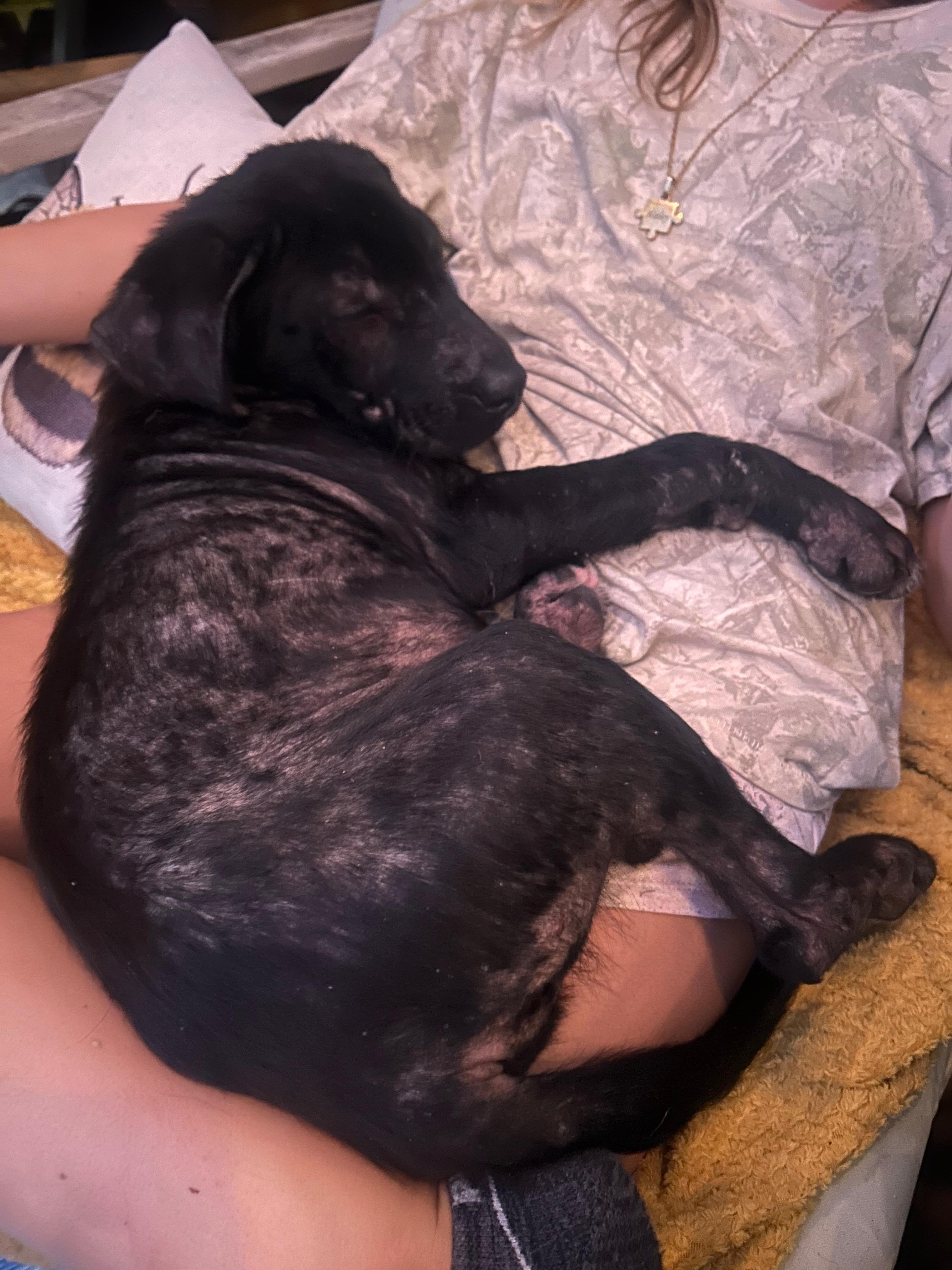 Goose, a ADOPTABLE Mixed Breed in Saskatoon, SK image 3/5