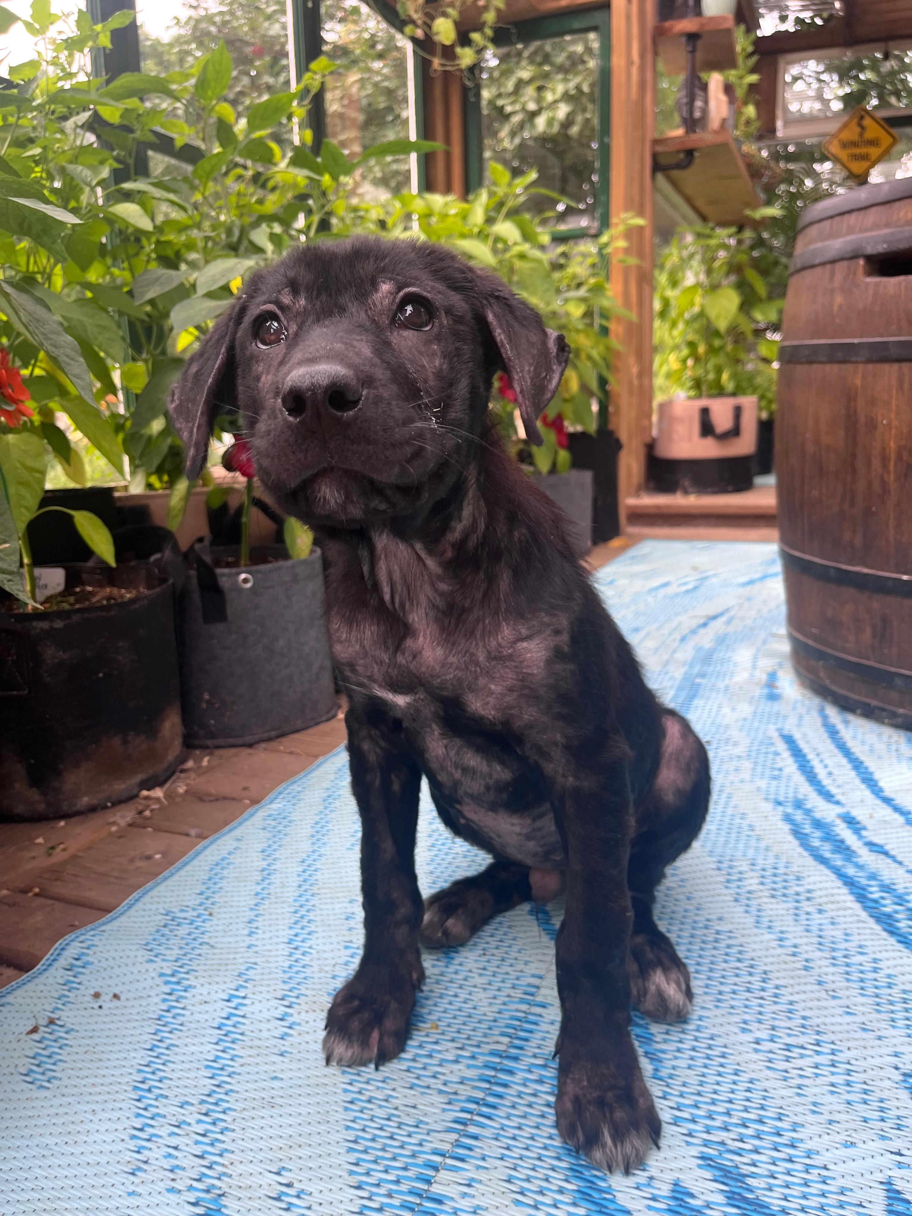 Goose, ADOPTABLE, Puppy Male Mixed Breed.