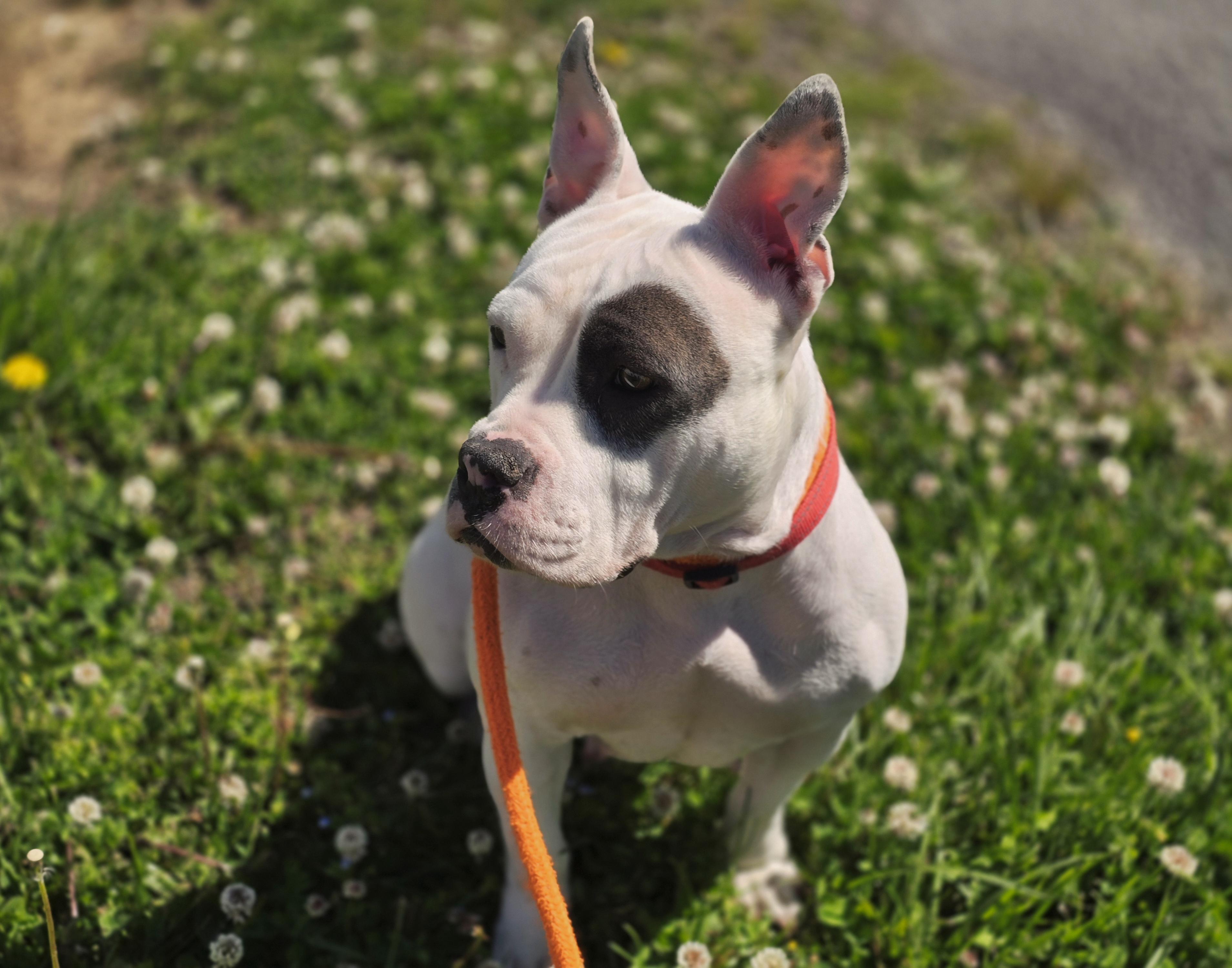 Minnie, a ADOPTABLE American Staffordshire Terrier in Maynardville, TN image 2/3