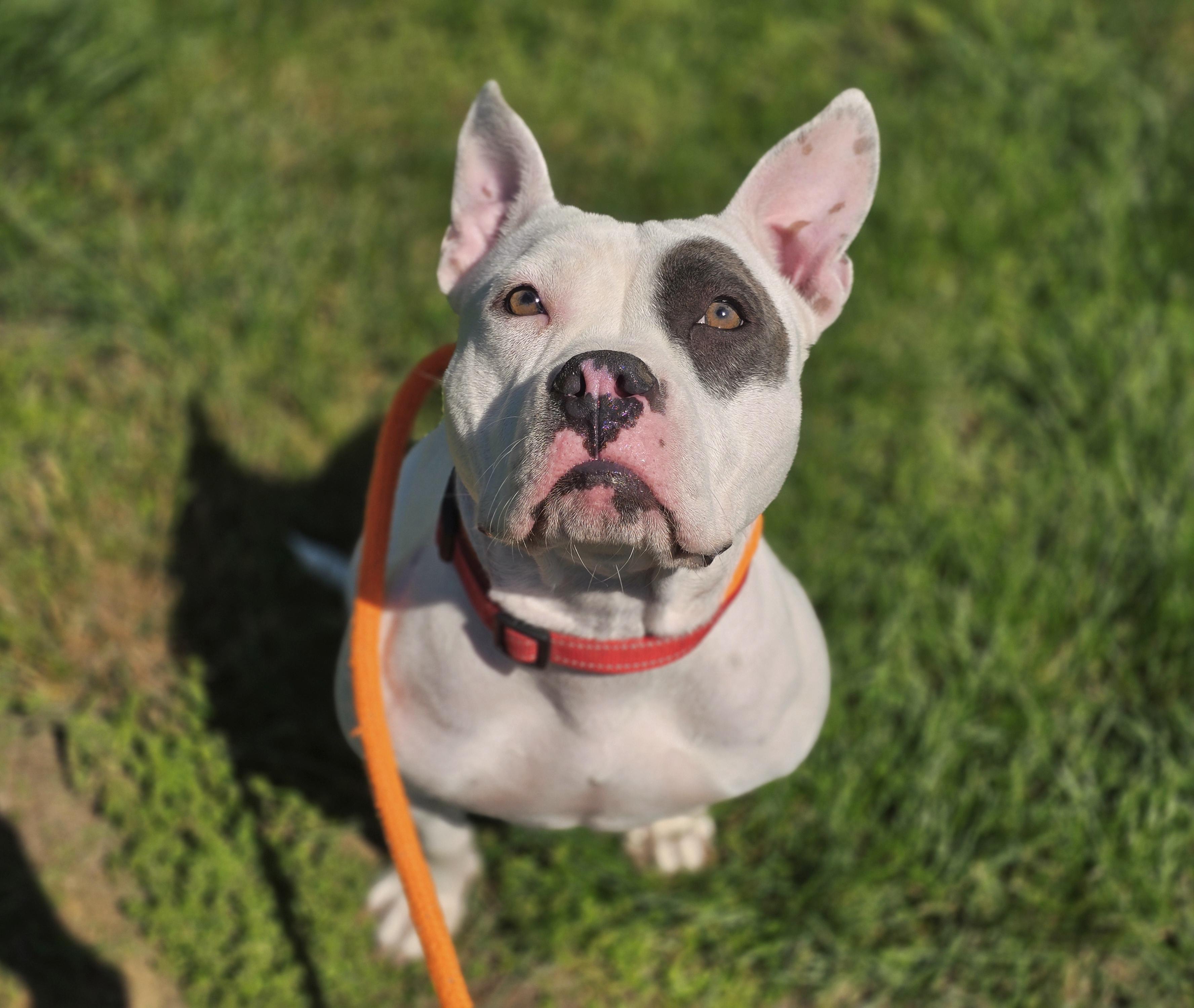 Minnie, a ADOPTABLE American Staffordshire Terrier in Maynardville, TN image 1/3