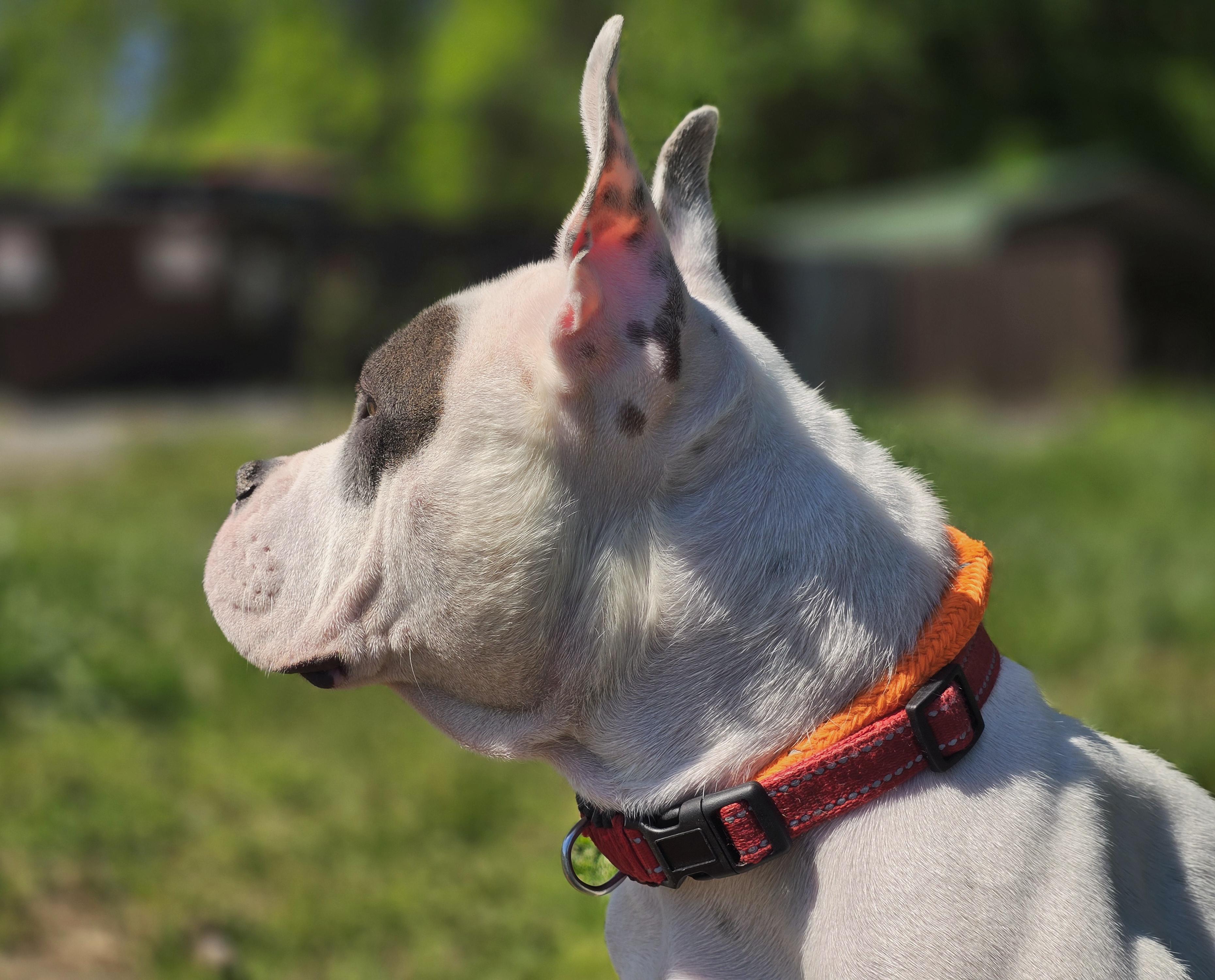 Minnie, a ADOPTABLE American Staffordshire Terrier in Maynardville, TN image 3/3