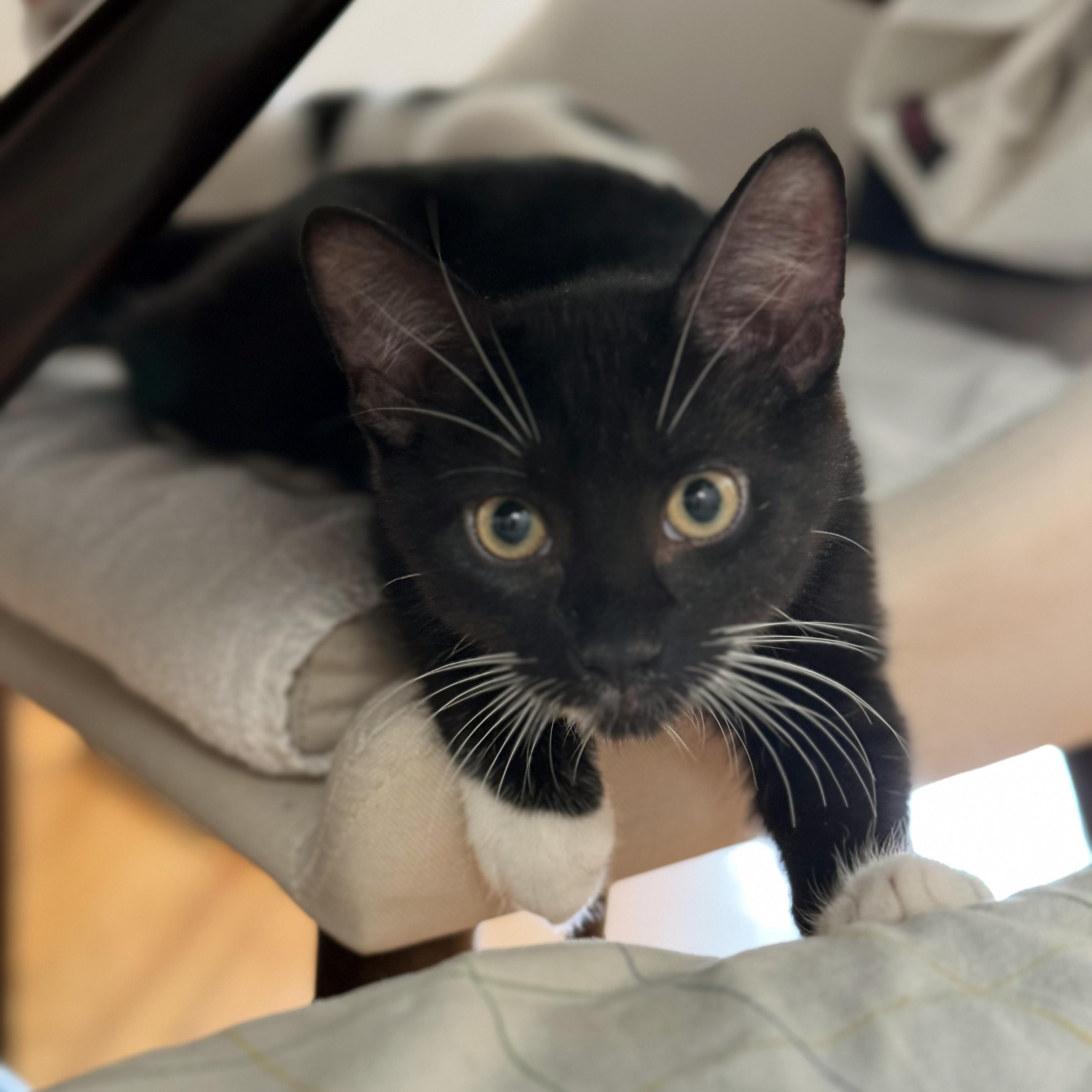 Enlarge Ricotta and Parmesan, a Adoptable Domestic Short Hair in Brooklyn, NY image 3/6