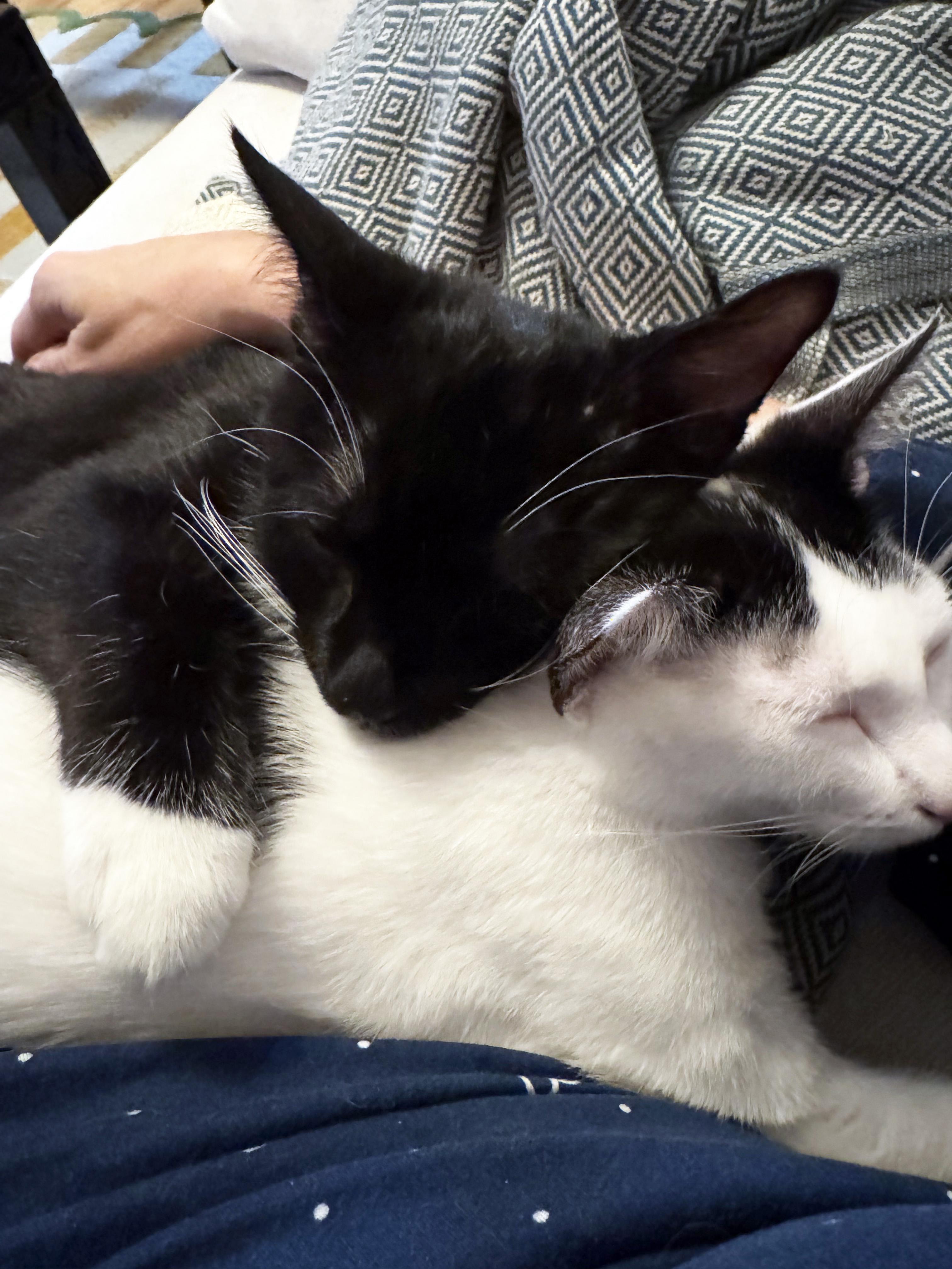 Enlarge Ricotta and Parmesan, a Adoptable Domestic Short Hair in Brooklyn, NY image 6/6