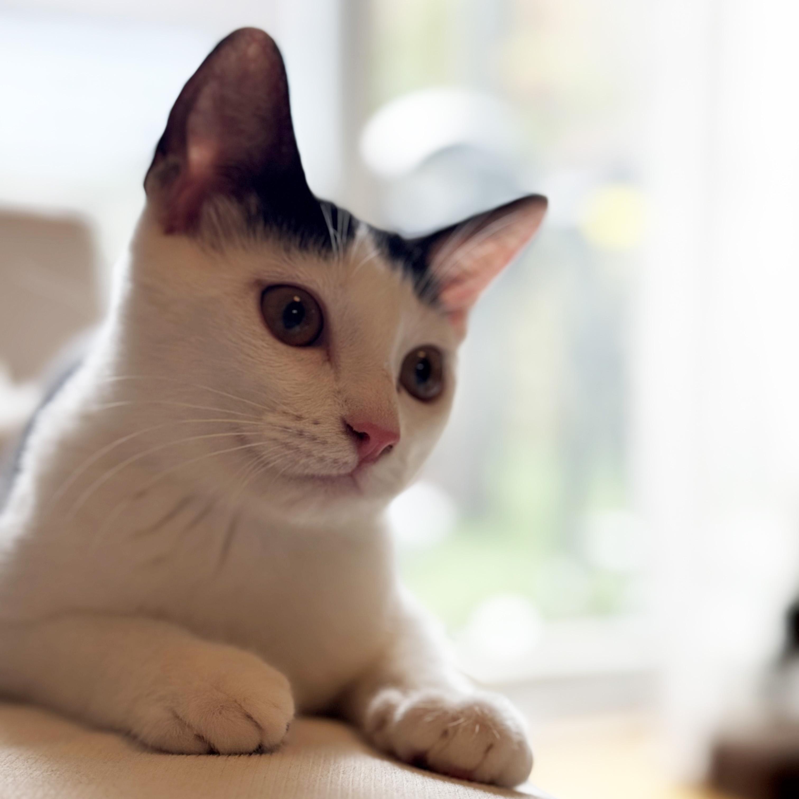 Enlarge Ricotta and Parmesan, a Adoptable Domestic Short Hair in Brooklyn, NY image 4/6