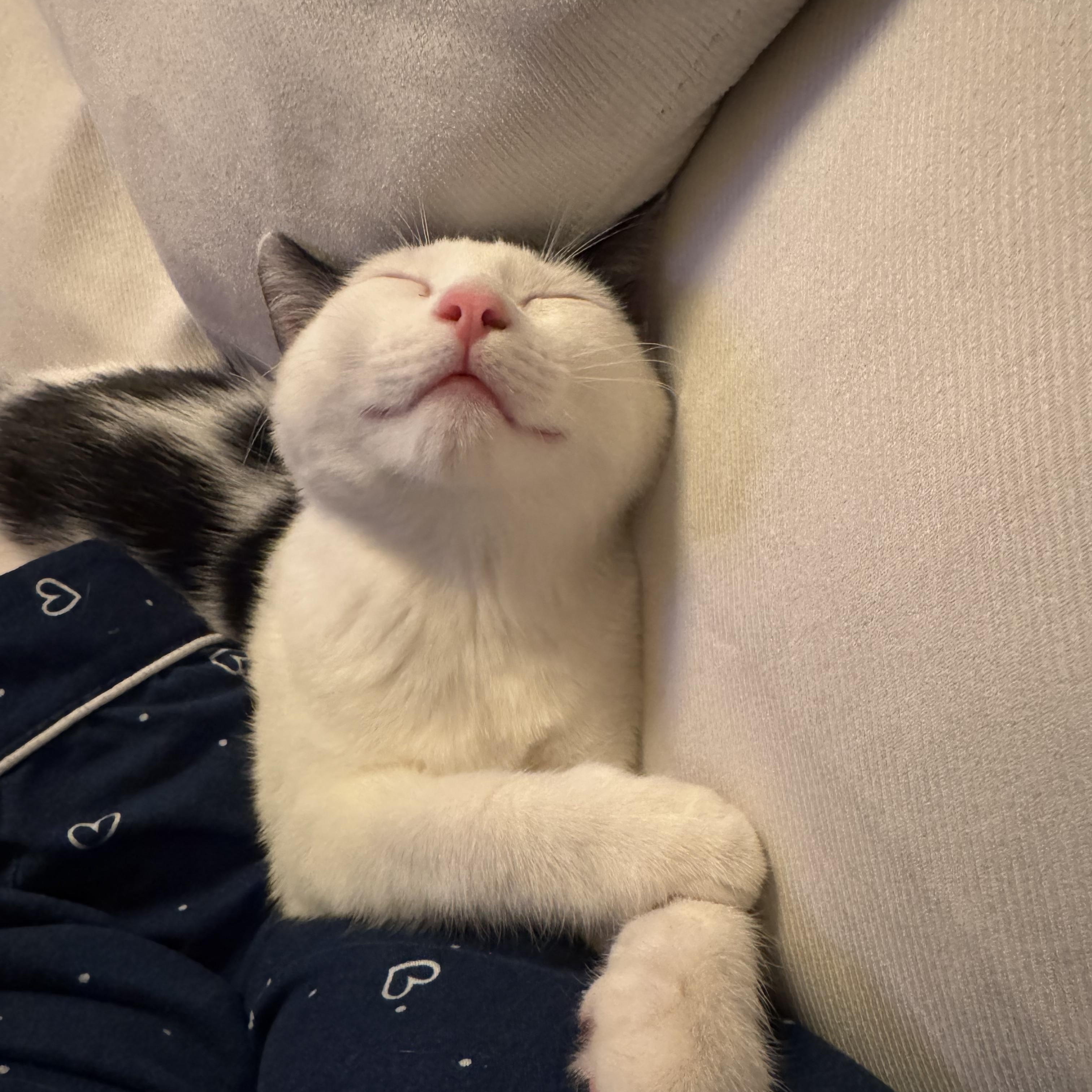 Enlarge Ricotta and Parmesan, a Adoptable Domestic Short Hair in Brooklyn, NY image 2/6