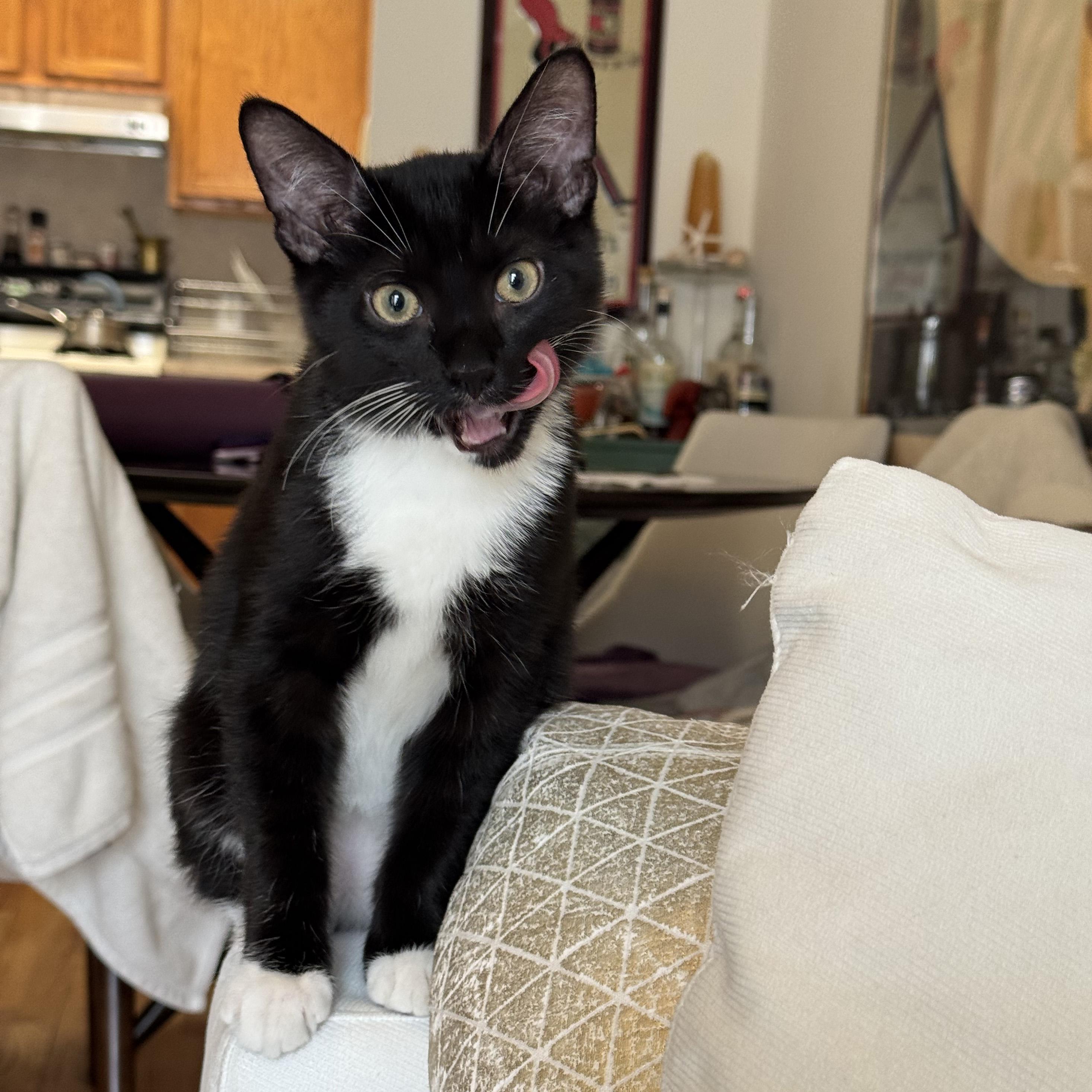 Enlarge Ricotta and Parmesan, a Adoptable Domestic Short Hair in Brooklyn, NY image 5/6