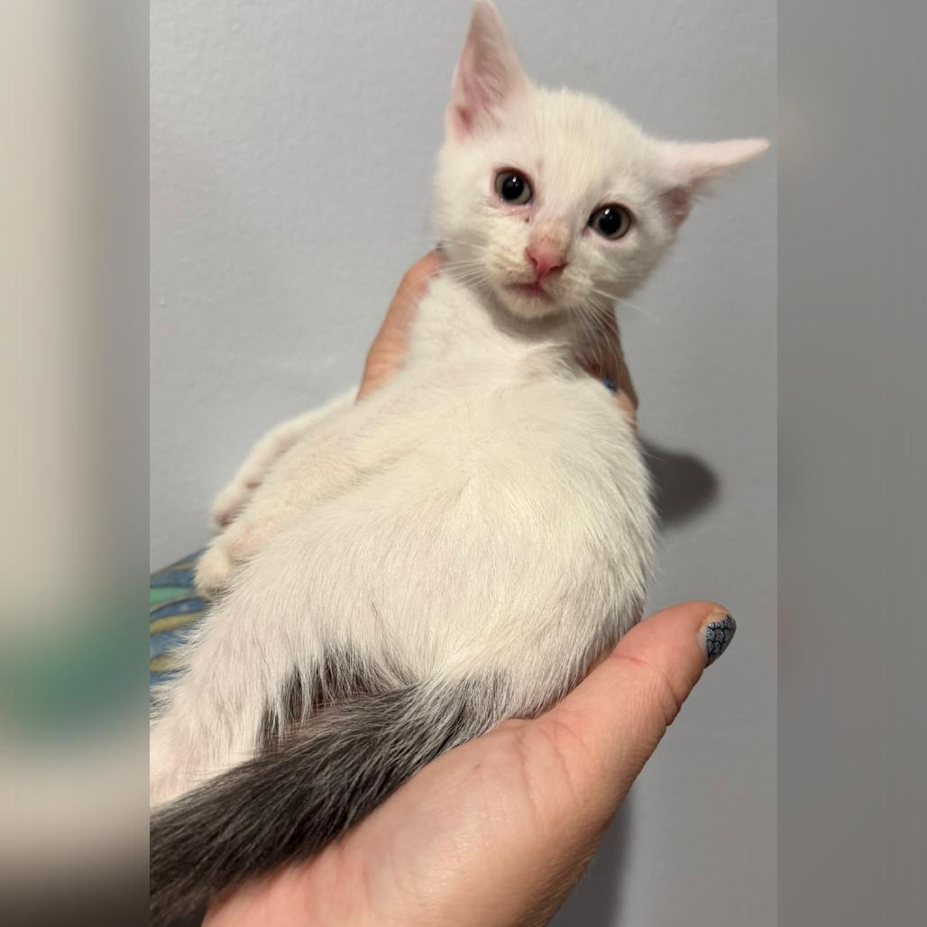 Ray, Adoptable, Young Male Domestic Short Hair.