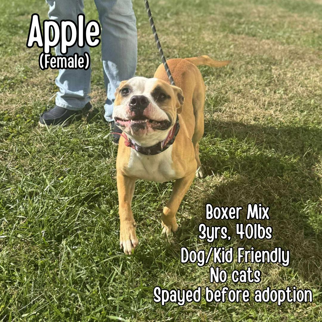 Enlarge Apple, a Adopted mixed breed in Lancaster, KY image 1/2