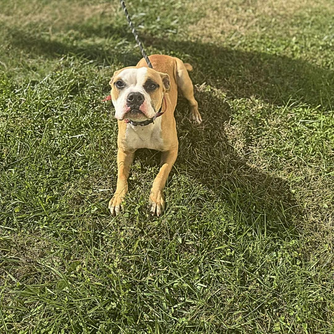 Enlarge Apple, a Adopted mixed breed in Lancaster, KY image 2/2