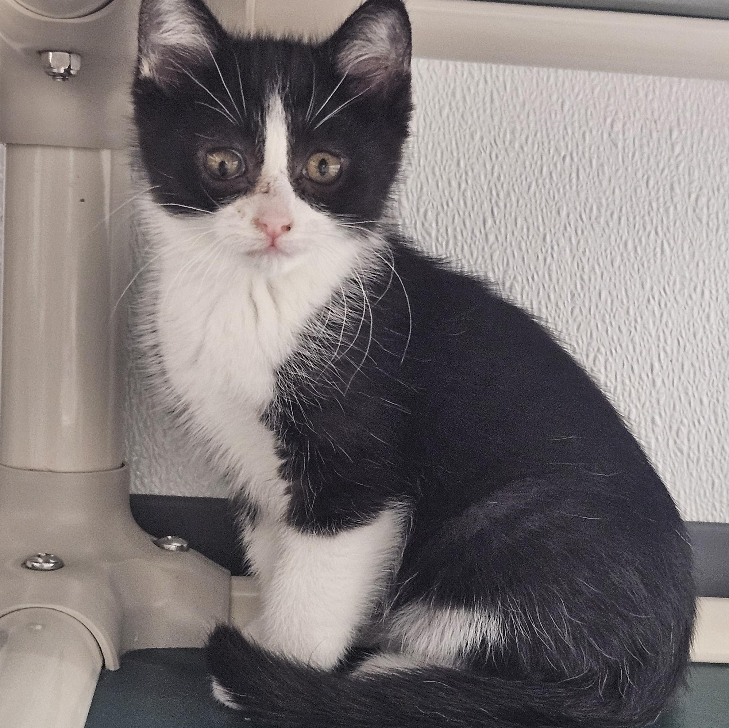 Jane, Adopted, Kitten Female Domestic Medium Hair.