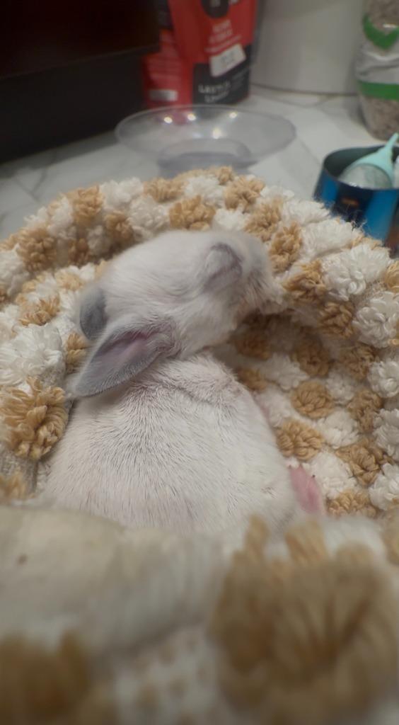 Zaire, Adoptable, Baby Female Bunny Rabbit.