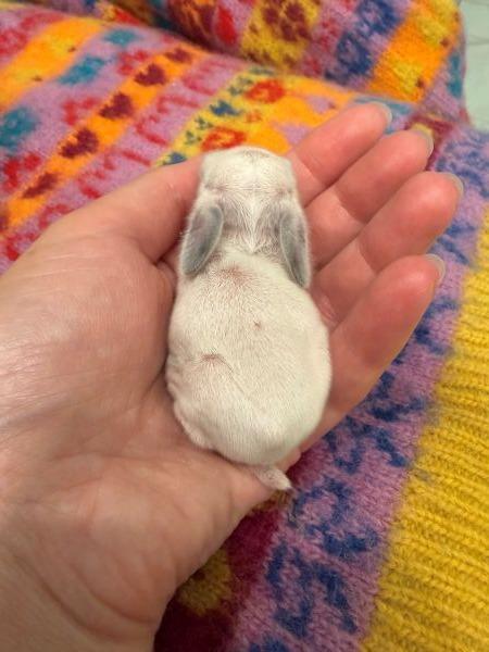 Enlarge Zaire, a Adoptable Bunny Rabbit in Scotts Valley, CA image 2/5