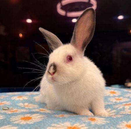Enlarge Zaire, a Adoptable Bunny Rabbit in Scotts Valley, CA image 3/5