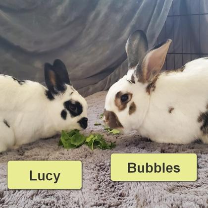 Enlarge Lucy, a Adoptable Bunny Rabbit in Wheaton, IL image 2/3