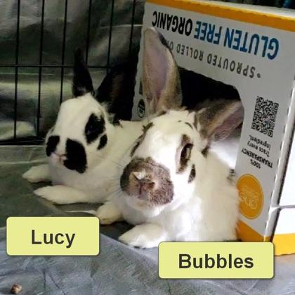 Lucy, Adoptable, Adult Female Bunny Rabbit.
