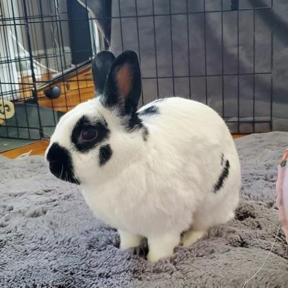 Lucy, a Adoptable Bunny Rabbit in Wheaton, IL image 3/3