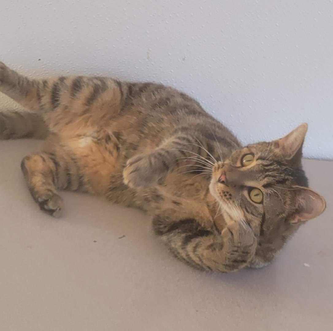 Enlarge Tigra , a ADOPTABLE Domestic Short Hair in West newton, PA image 1/4