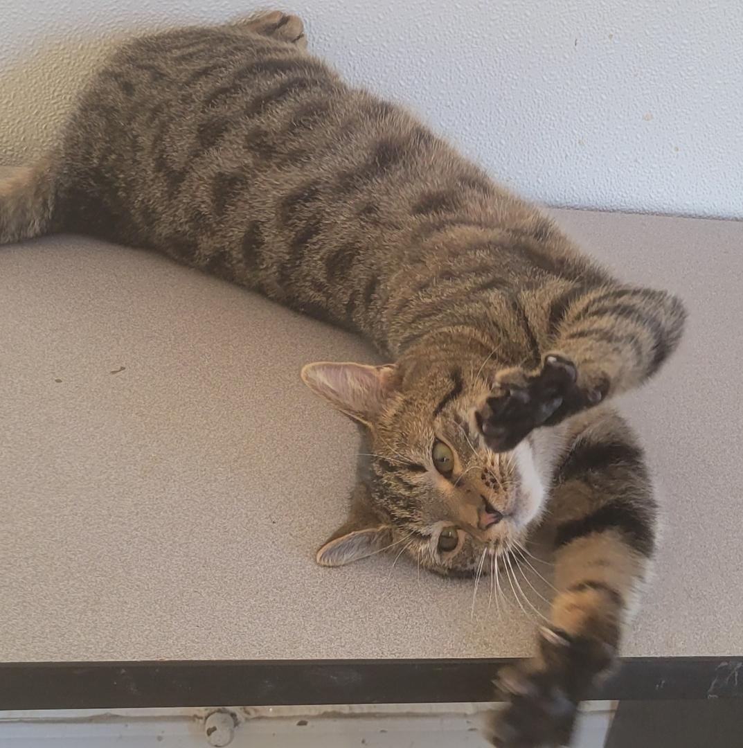 Enlarge Tigra , a ADOPTABLE Domestic Short Hair in West newton, PA image 3/4