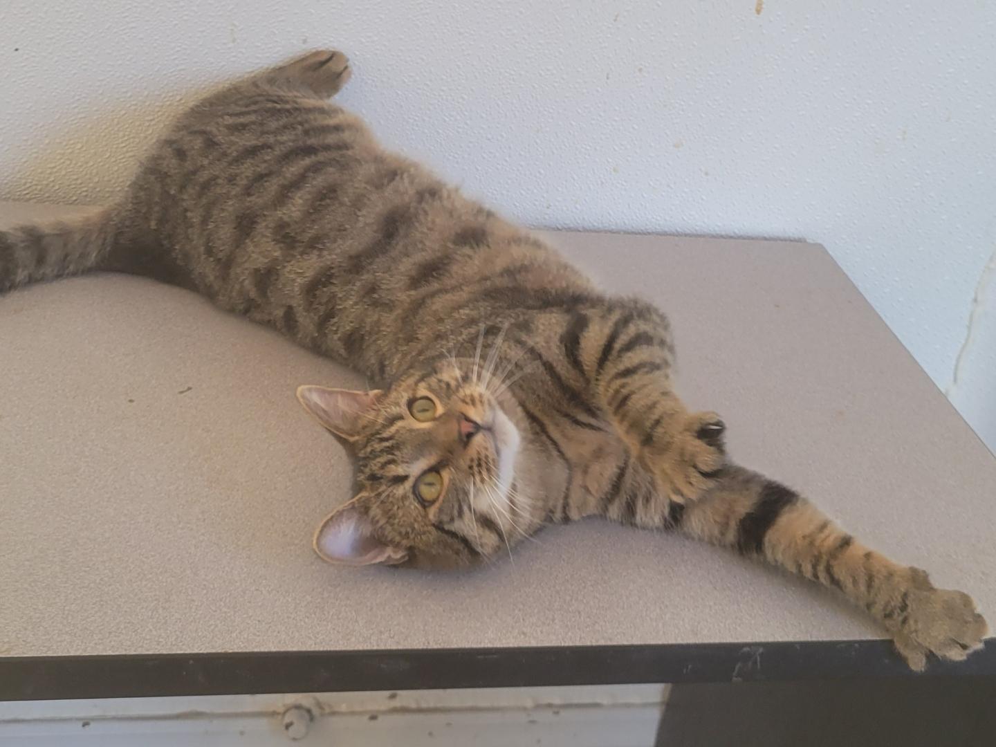 Enlarge Tigra , a ADOPTABLE Domestic Short Hair in West newton, PA image 2/4