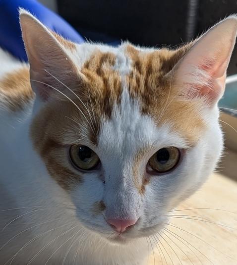 Enlarge Sama, a Adoptable Domestic Short Hair in Anoka, MN image 1/1