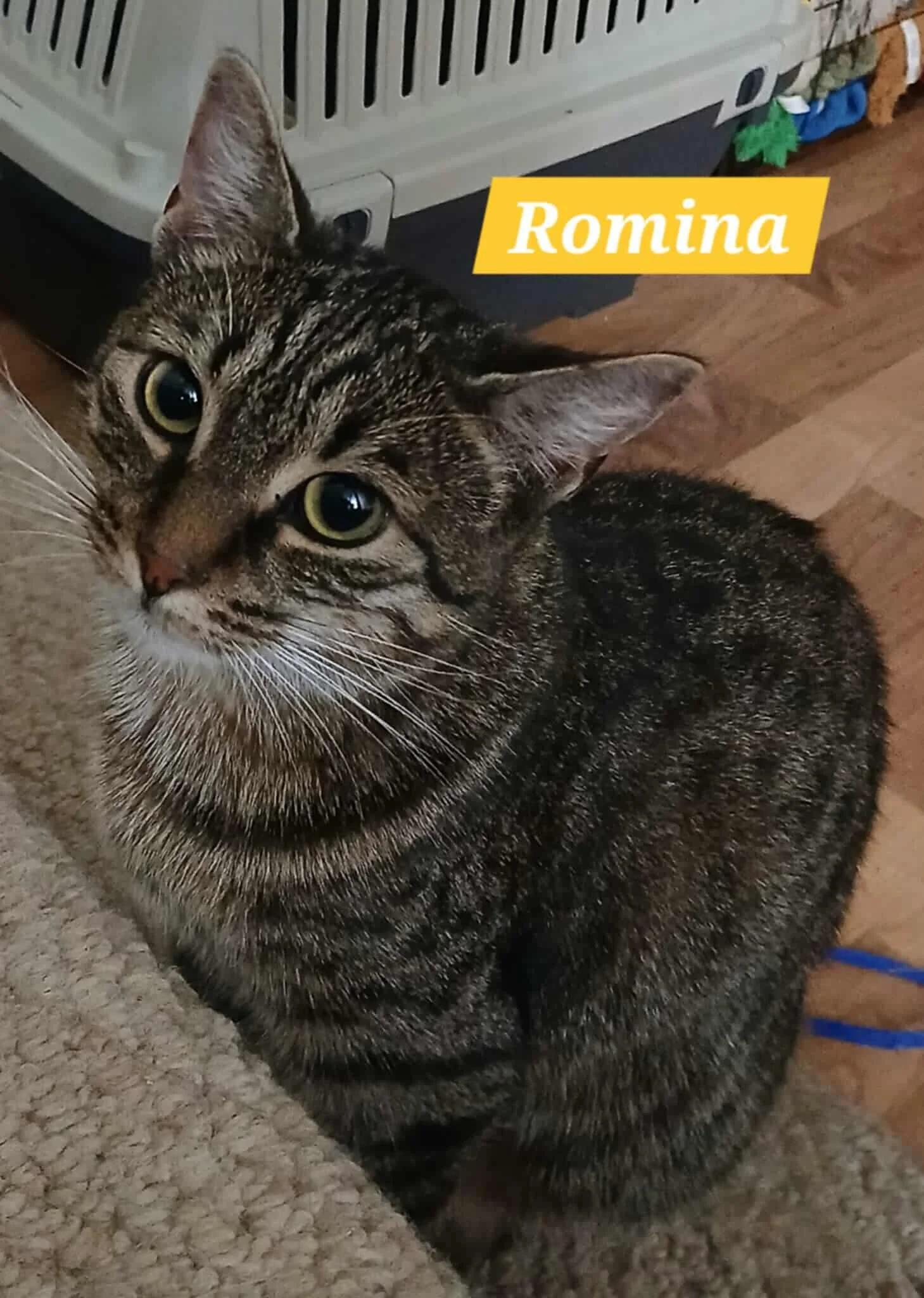 Romina, Adoptable, Young Female Domestic Short Hair.