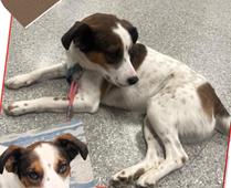 Henry, a ADOPTABLE mixed breed in Frederick, MD image 3/4