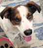 Henry, a ADOPTABLE mixed breed in Frederick, MD image 1/4