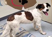 Henry, a ADOPTABLE mixed breed in Frederick, MD image 4/4