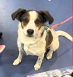 Henry, a ADOPTABLE mixed breed in Frederick, MD image 2/4