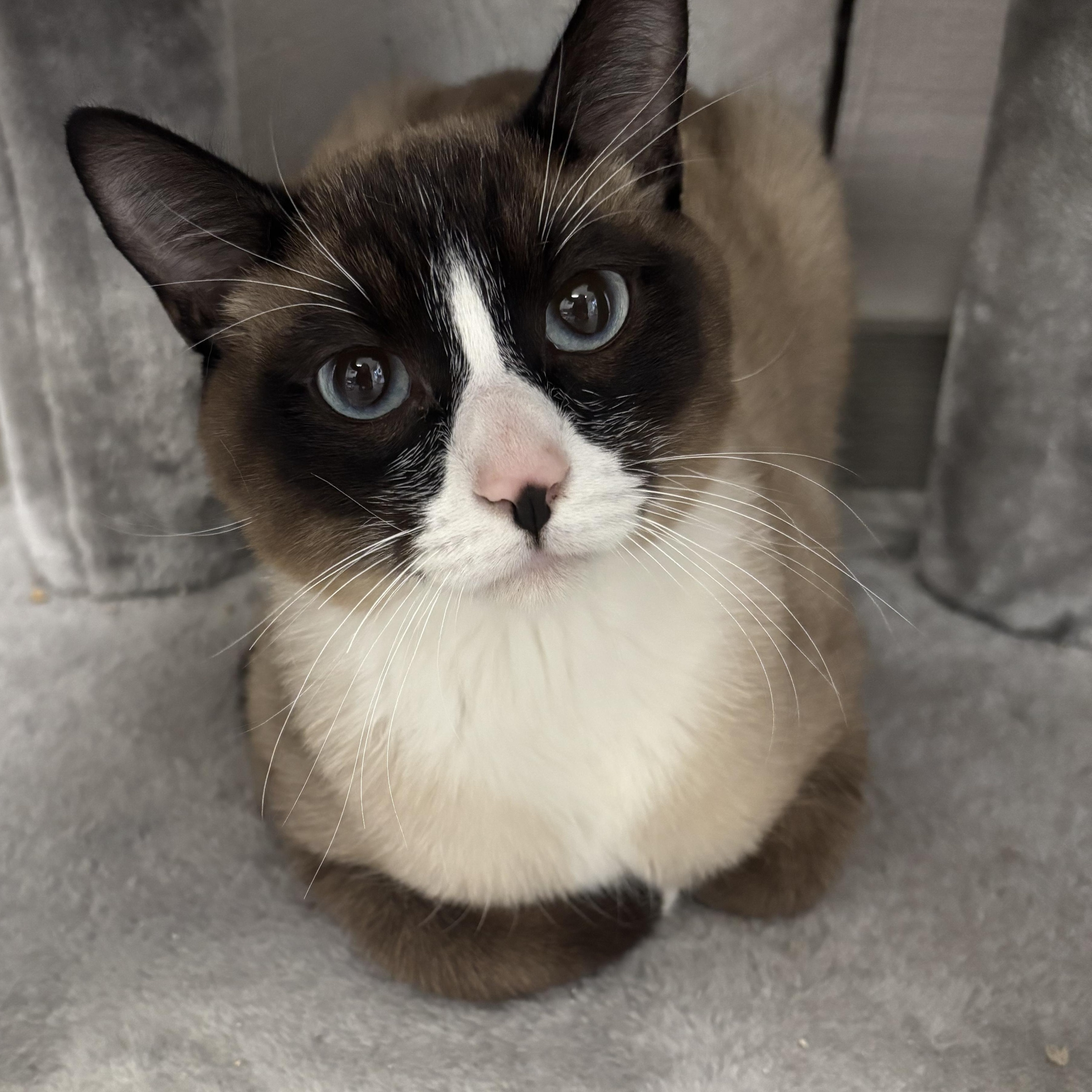 Chocolate Chip , adopted, Kitten Male Domestic Short Hair.