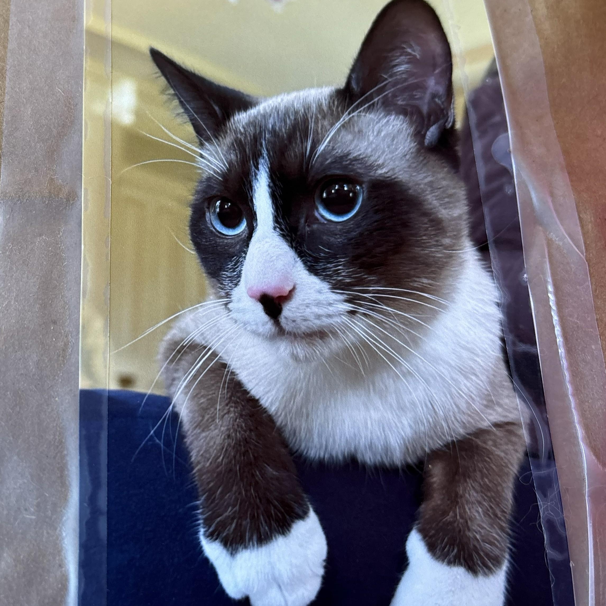 Enlarge Chocolate Chip , an adopted Domestic Short Hair in Renton , WA image 2/2