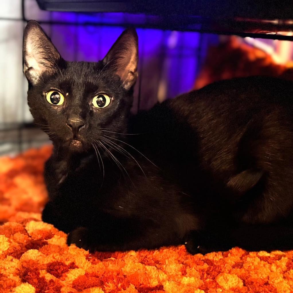Pumpkin ARC2026-105, Adoptable, Adult Female American Shorthair.