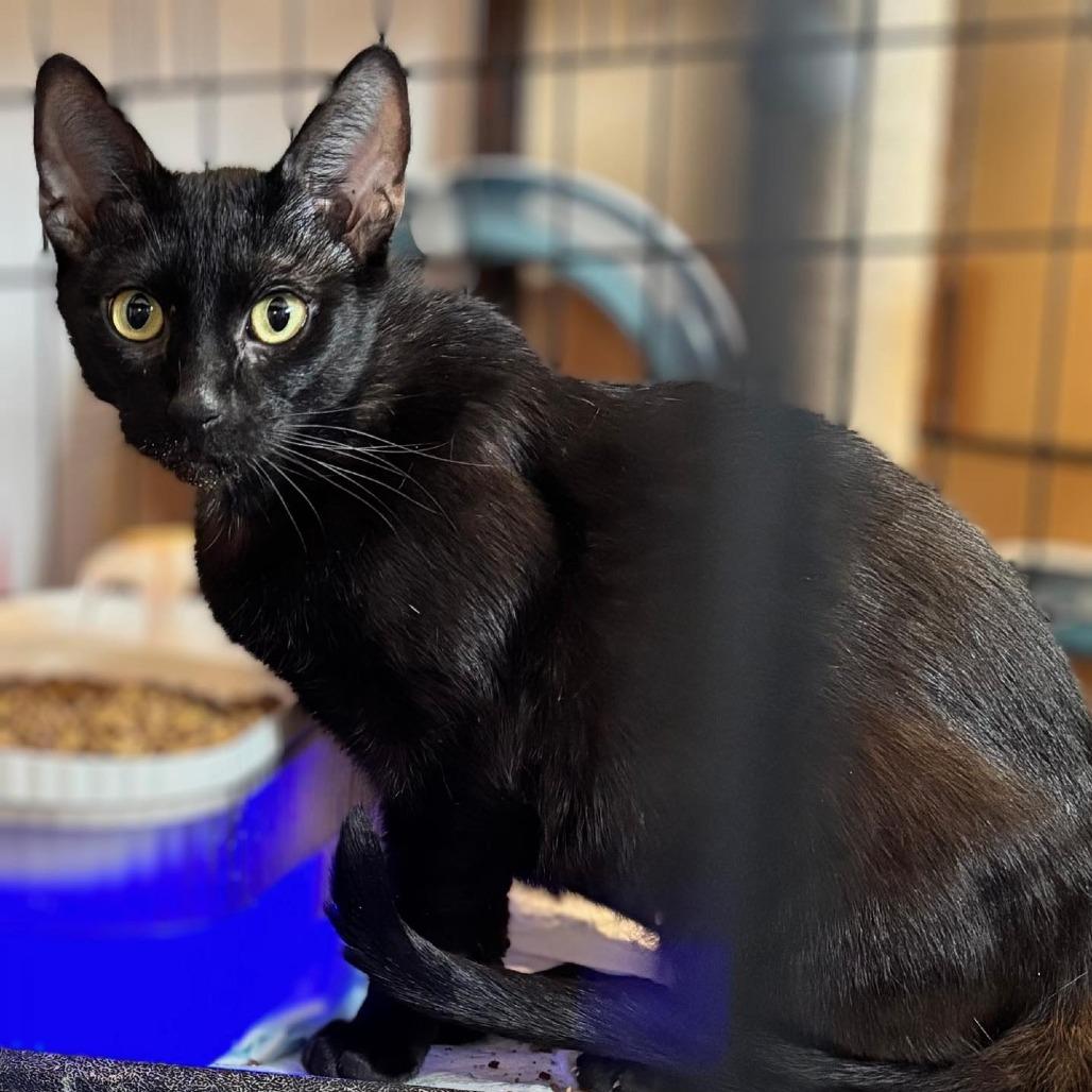 Enlarge Pumpkin ARC2026-105, a Adoptable American Shorthair in Akron, NY image 2/2