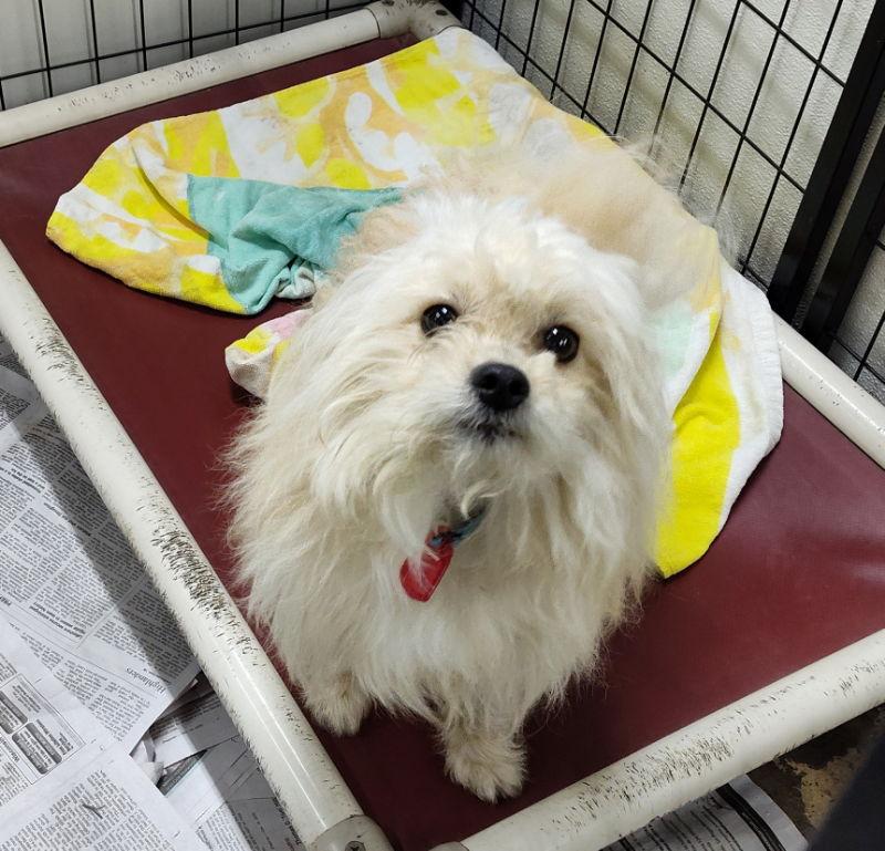 Bagel Chips, Adoptable, Young Male Pomeranian & Cairn Terrier.