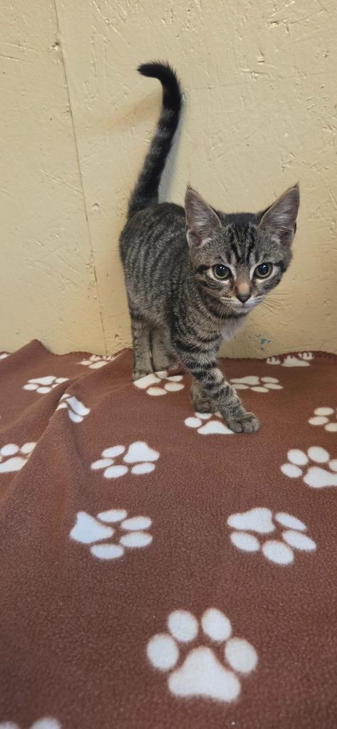 Enlarge Pickles, a Adoptable mixed breed in Shelbyville, TN image 1/4