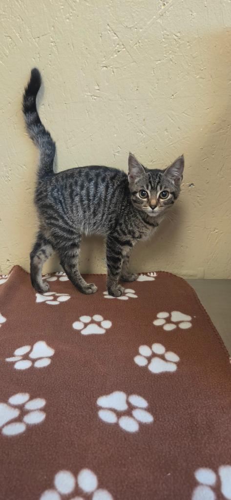 Enlarge Pickles, a Adoptable mixed breed in Shelbyville, TN image 2/4