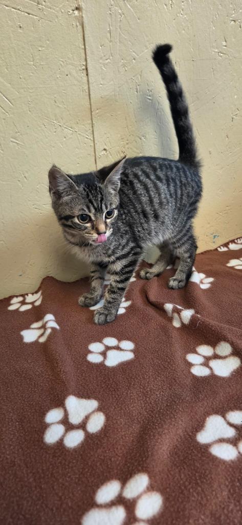 Enlarge Pickles, a Adoptable mixed breed in Shelbyville, TN image 3/4