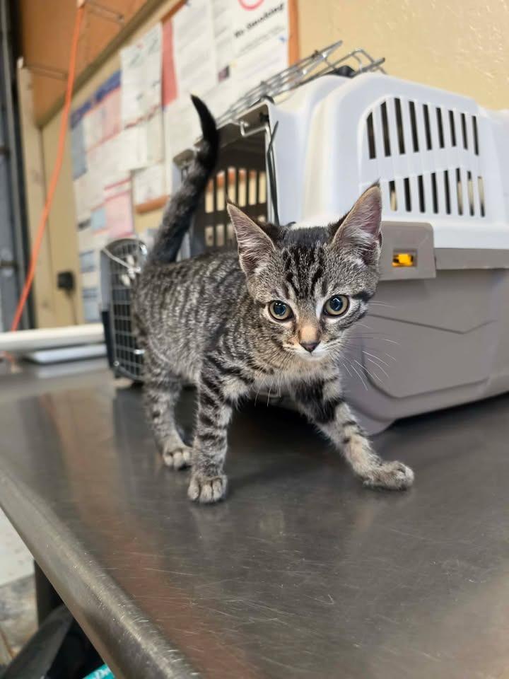 Enlarge Pickles, a Adoptable mixed breed in Shelbyville, TN image 4/4