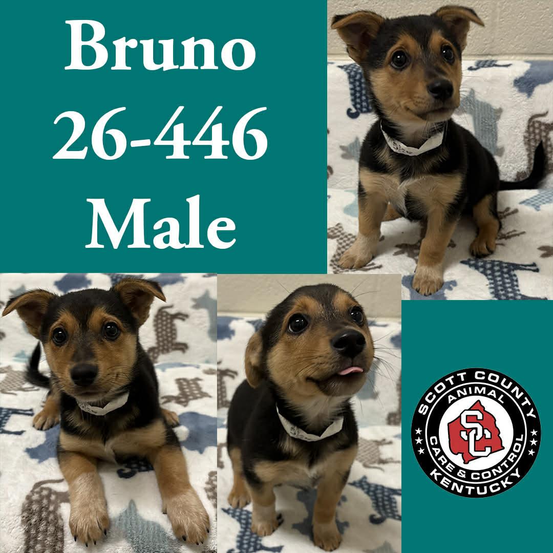 Enlarge Bruno, a Adopted Chihuahua in Georgetown, KY image 1/1