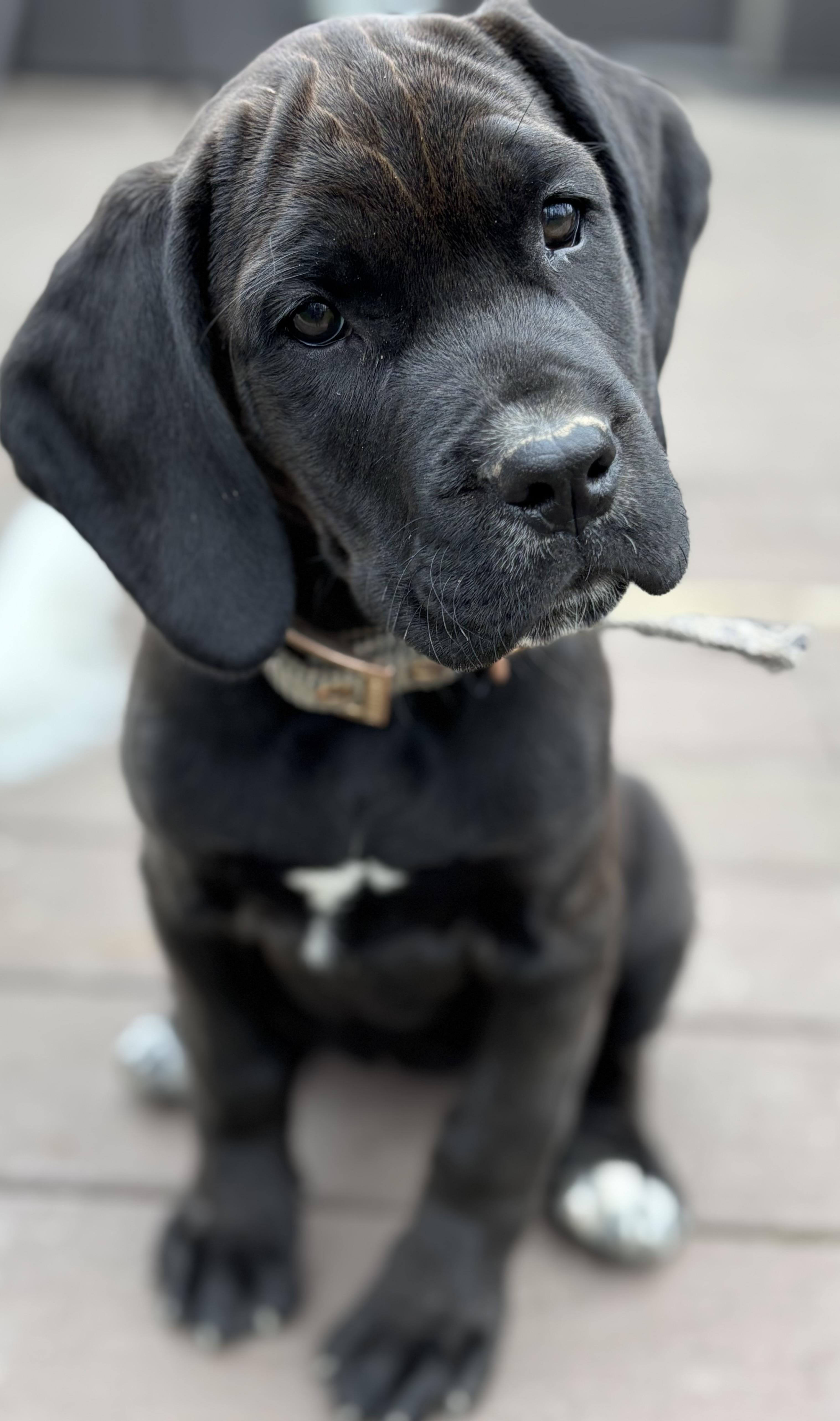 Enlarge Birdie , a ADOPTABLE mixed breed in Akron, OH image 2/2
