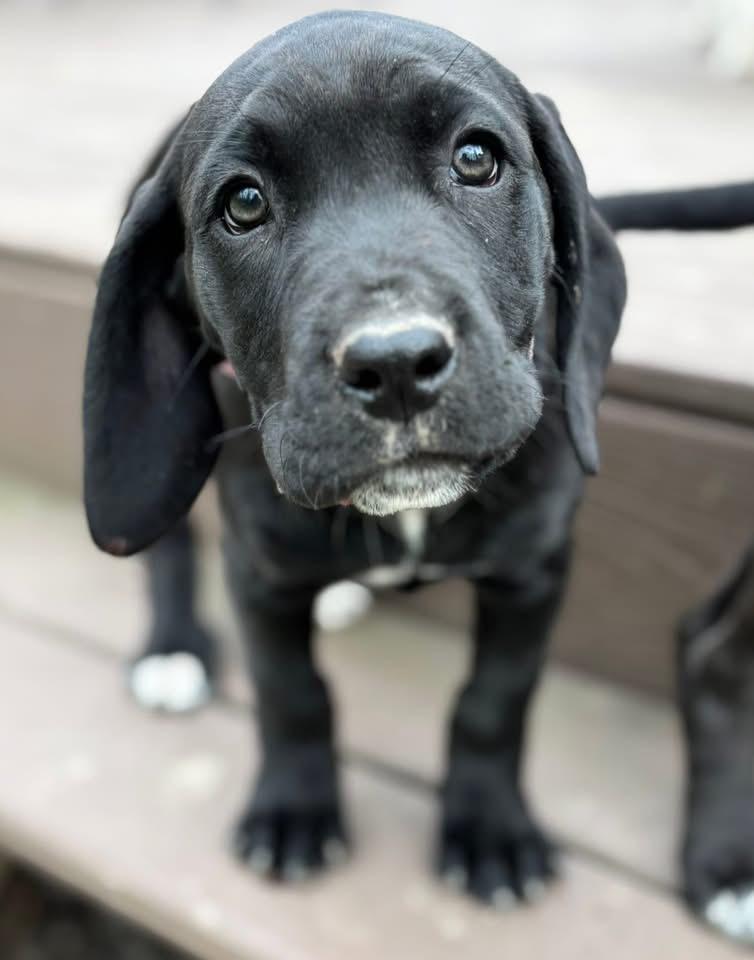 Birdie , ADOPTABLE, Puppy Female Cane Corso & Coonhound.