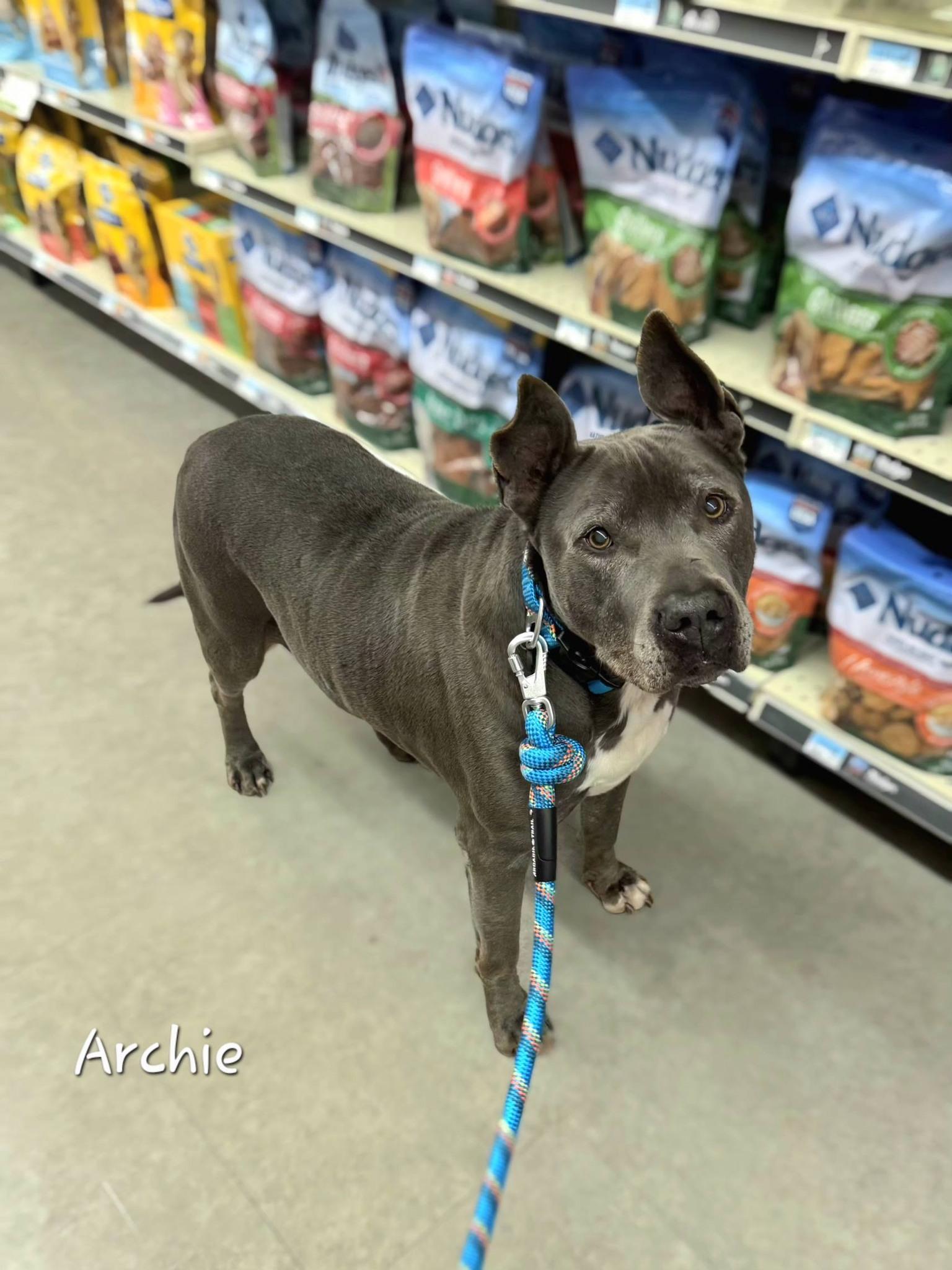 Enlarge Archie, an adoptable mixed breed in Bishop, GA image 6/6