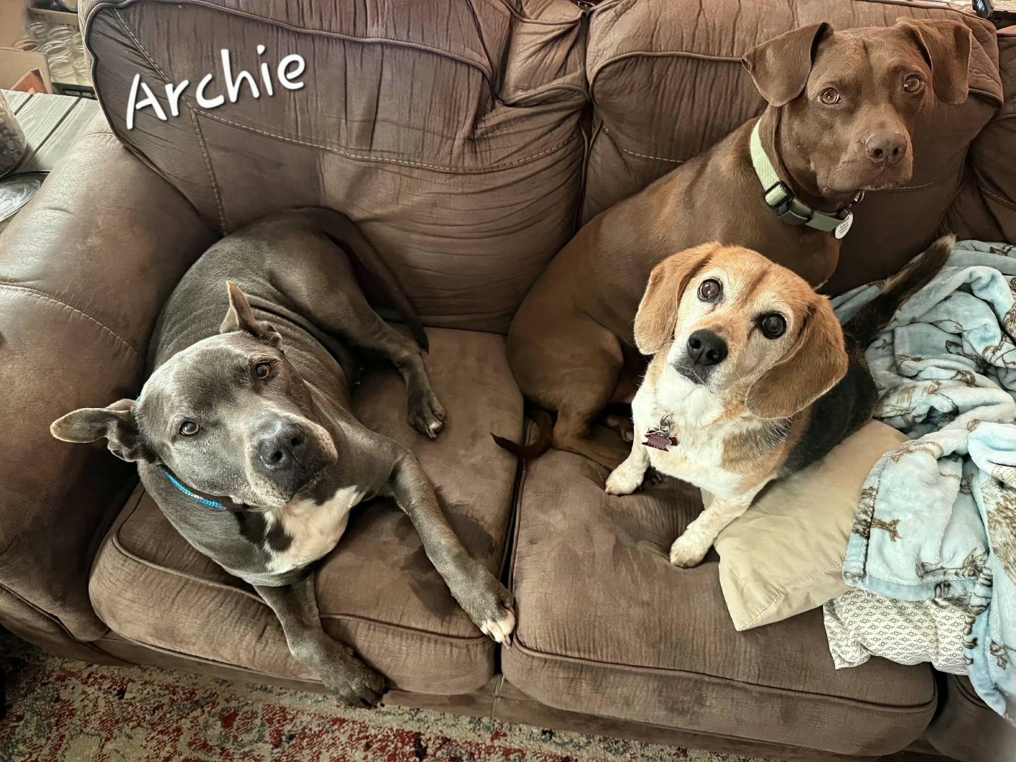 Enlarge Archie, an adoptable mixed breed in Bishop, GA image 5/6