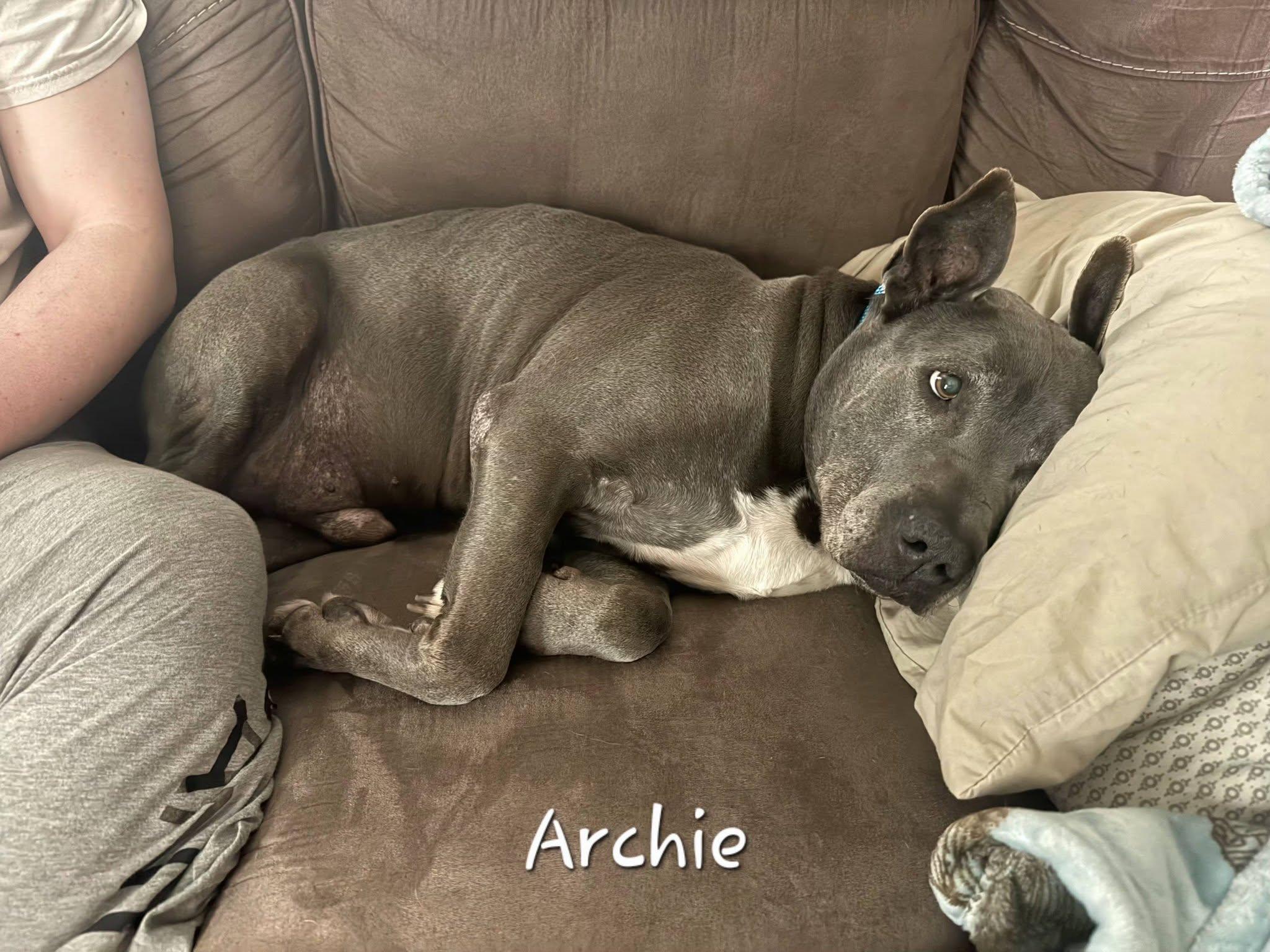 Archie, adoptable, Senior Male Pit Bull Terrier.